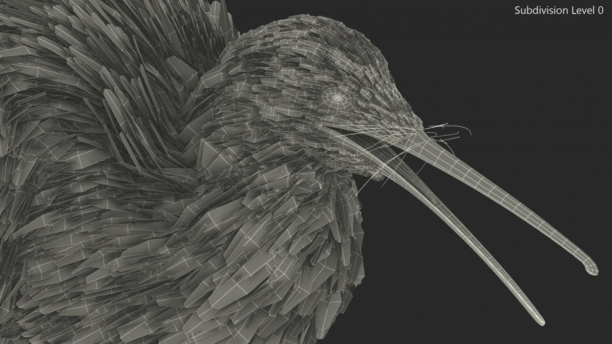 Kiwi Bird Walk Pose 3D model