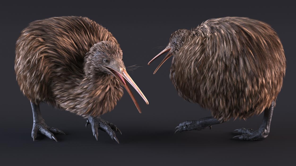 Kiwi Bird Walk Pose 3D model