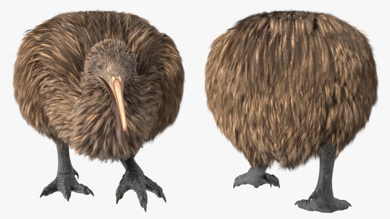 Kiwi Bird Walk Pose 3D model