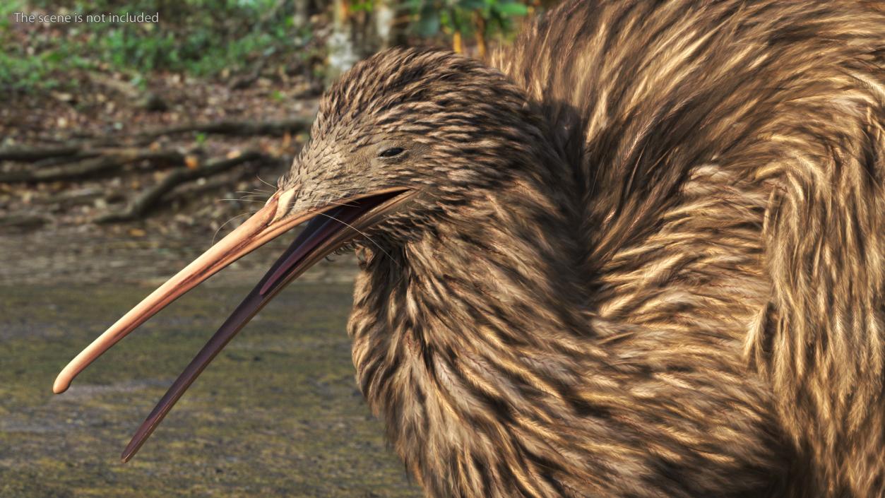 Kiwi Bird Walk Pose 3D model