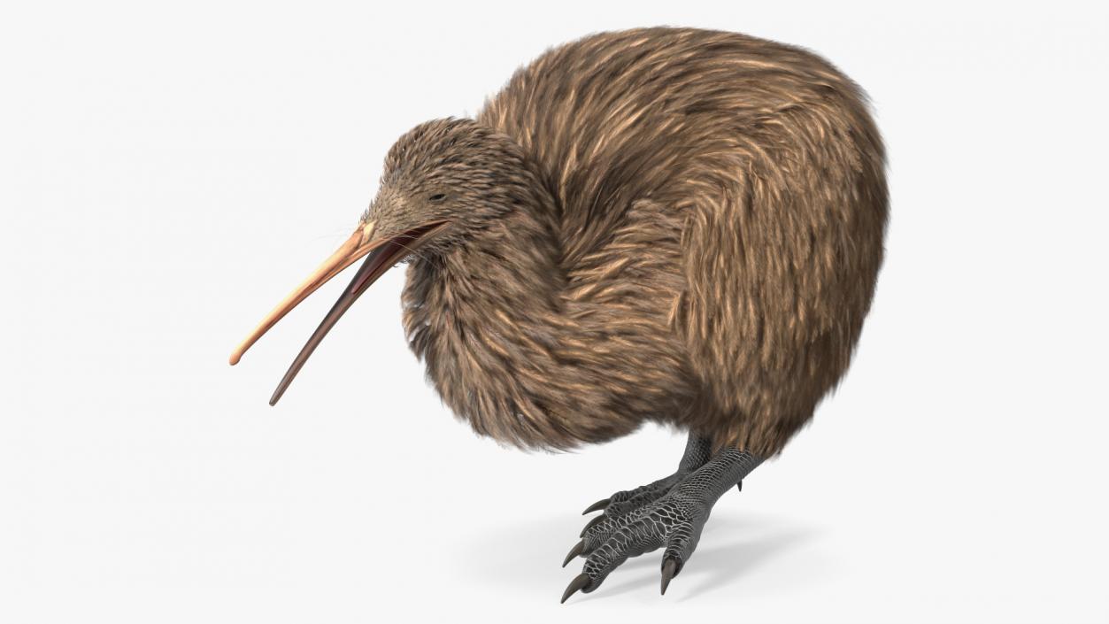 Kiwi Bird Walk Pose 3D model