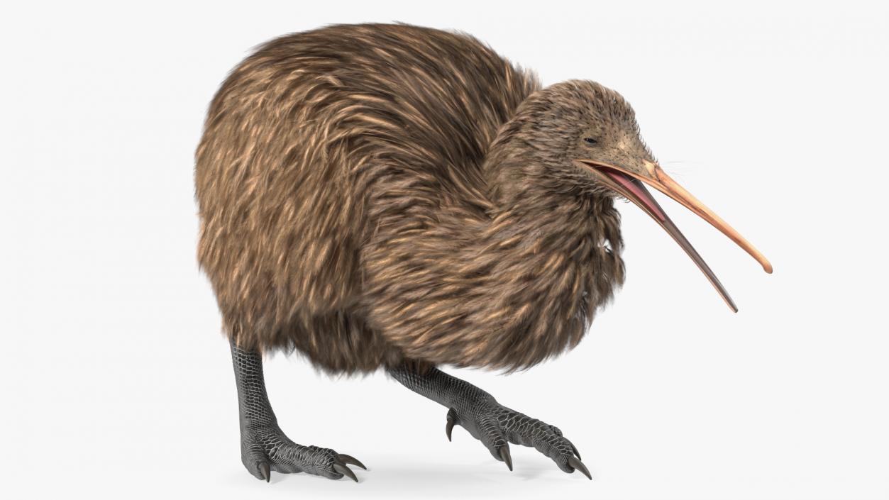 Kiwi Bird Walk Pose 3D model