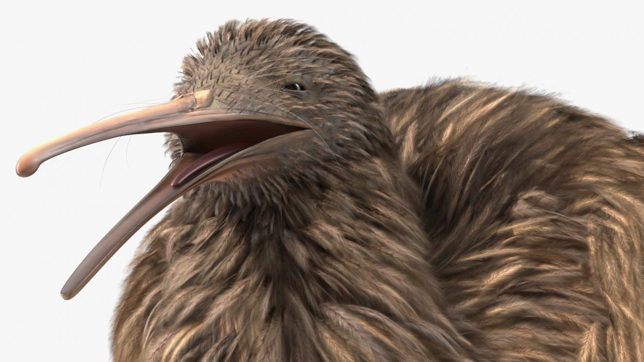 Kiwi Bird Walk Pose 3D model