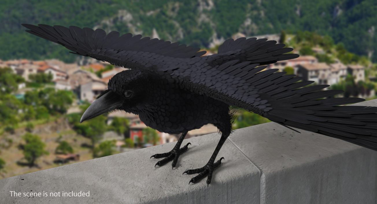 3D model Black Crow