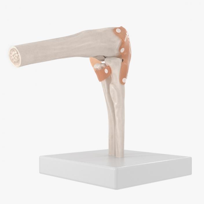 Elbow Joint Rigged for Cinema 4D 3D