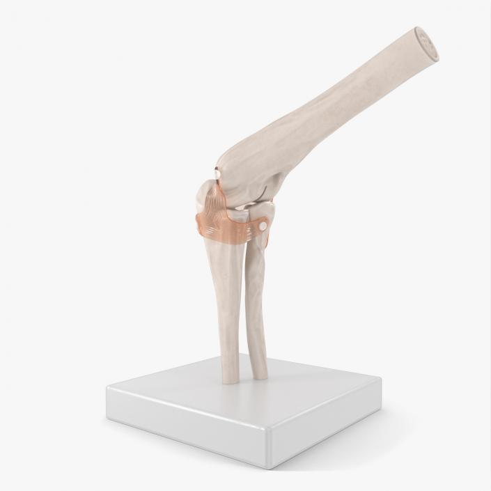 Elbow Joint Rigged for Cinema 4D 3D