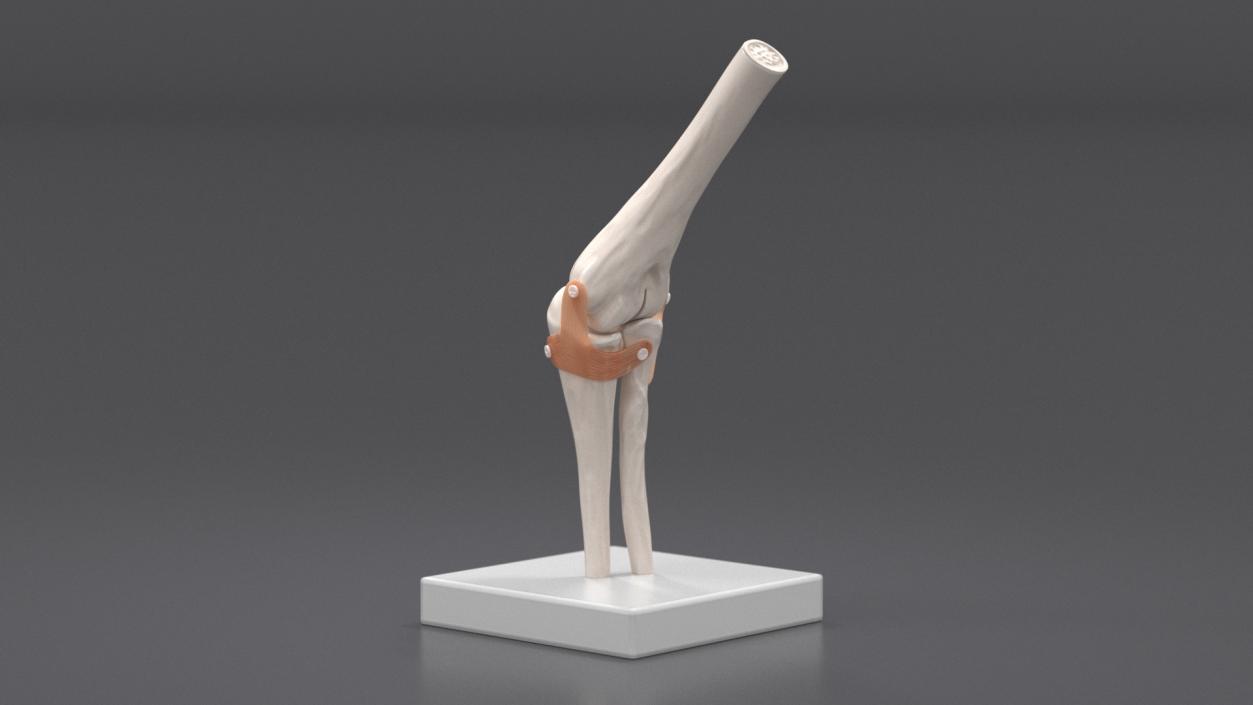 Elbow Joint Rigged for Cinema 4D 3D