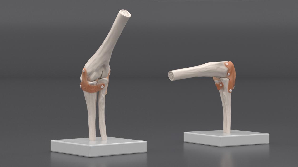 Elbow Joint Rigged for Cinema 4D 3D