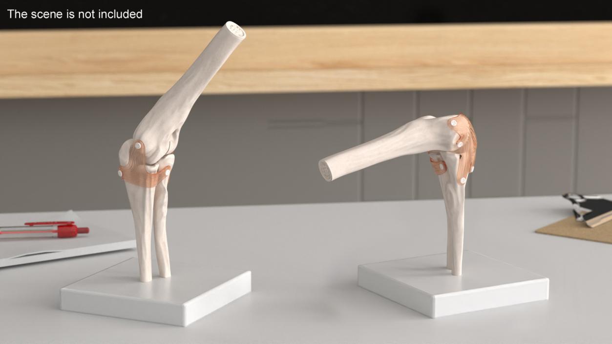 Elbow Joint Rigged for Cinema 4D 3D