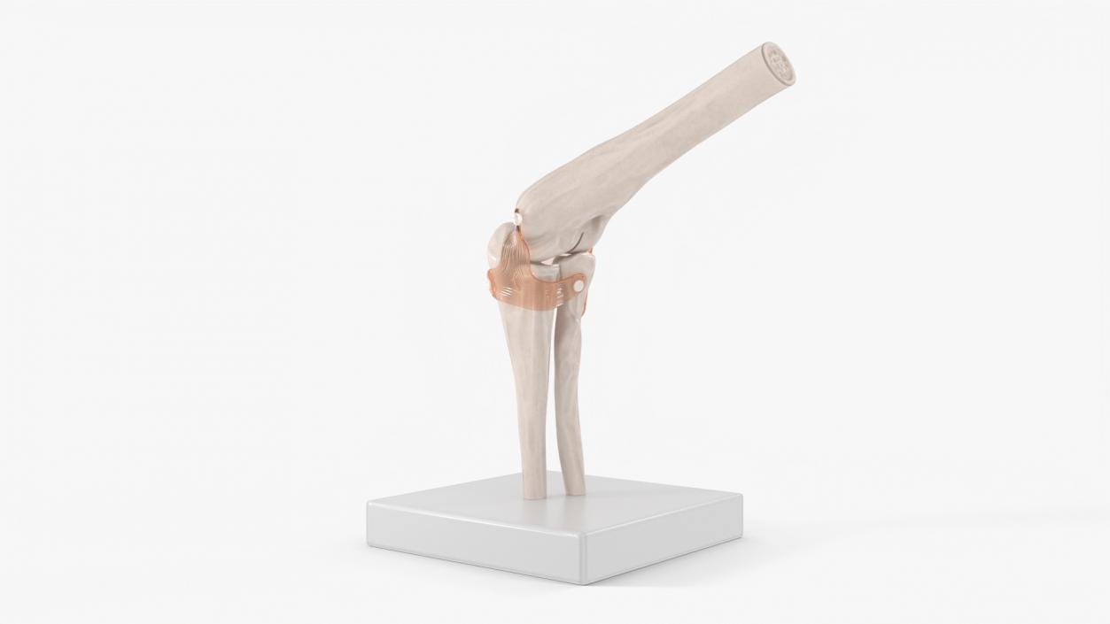 Elbow Joint Rigged for Cinema 4D 3D