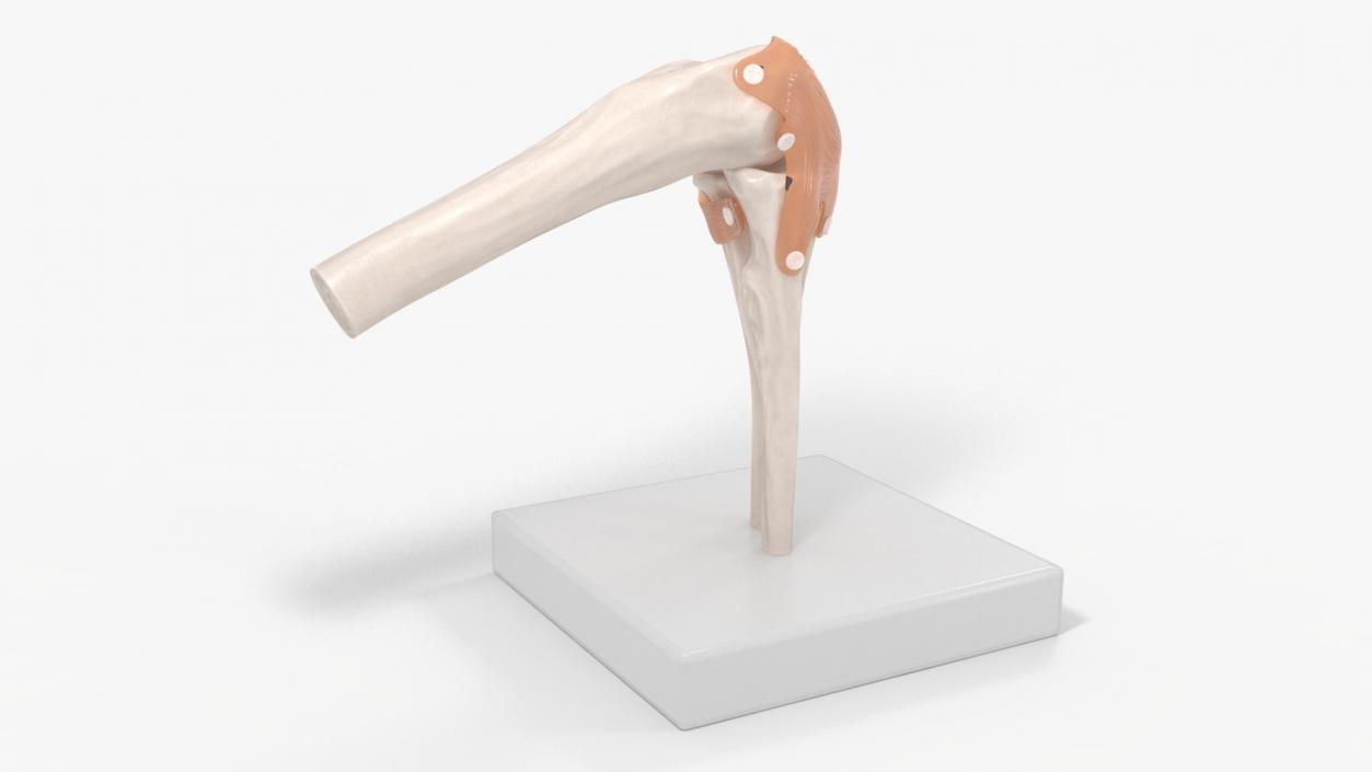 Elbow Joint Rigged for Cinema 4D 3D