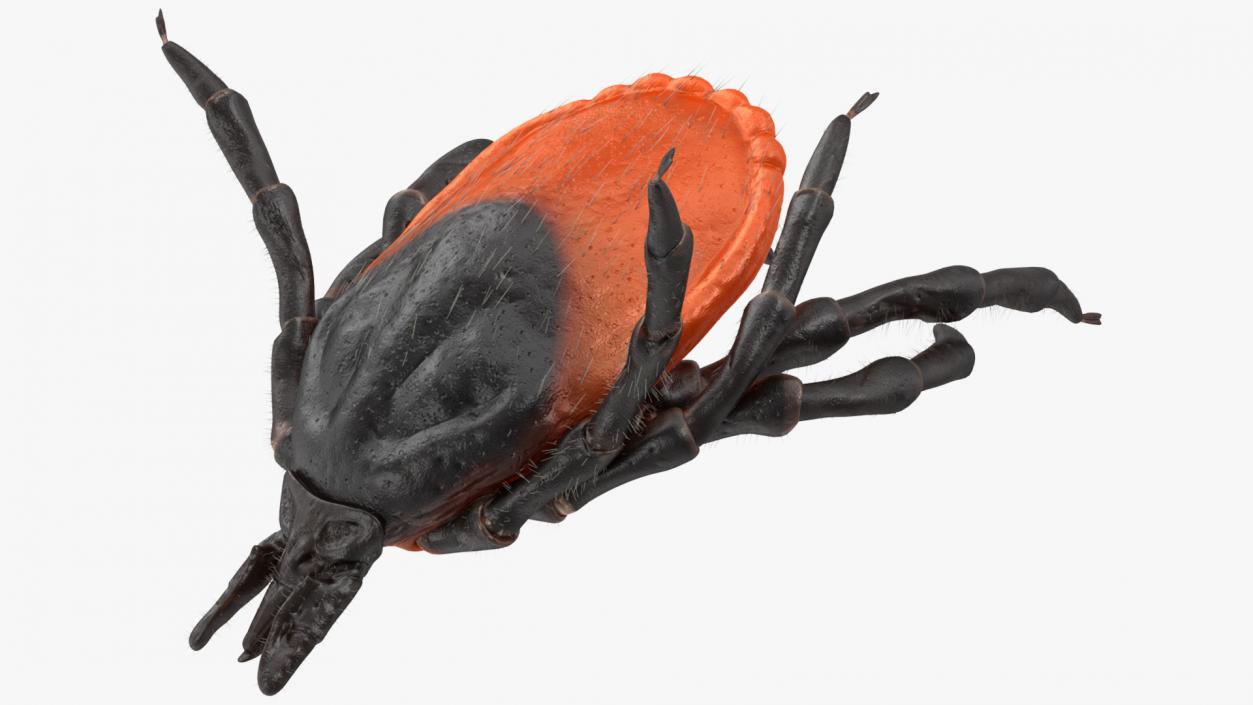 3D Tick Bite Pose Fur model