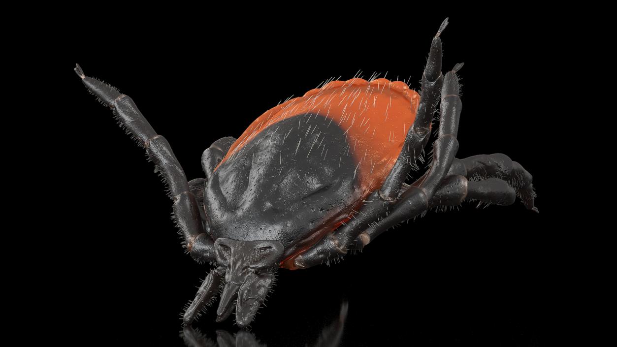 3D Tick Bite Pose Fur model