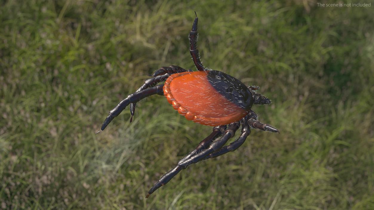 3D Tick Bite Pose Fur model