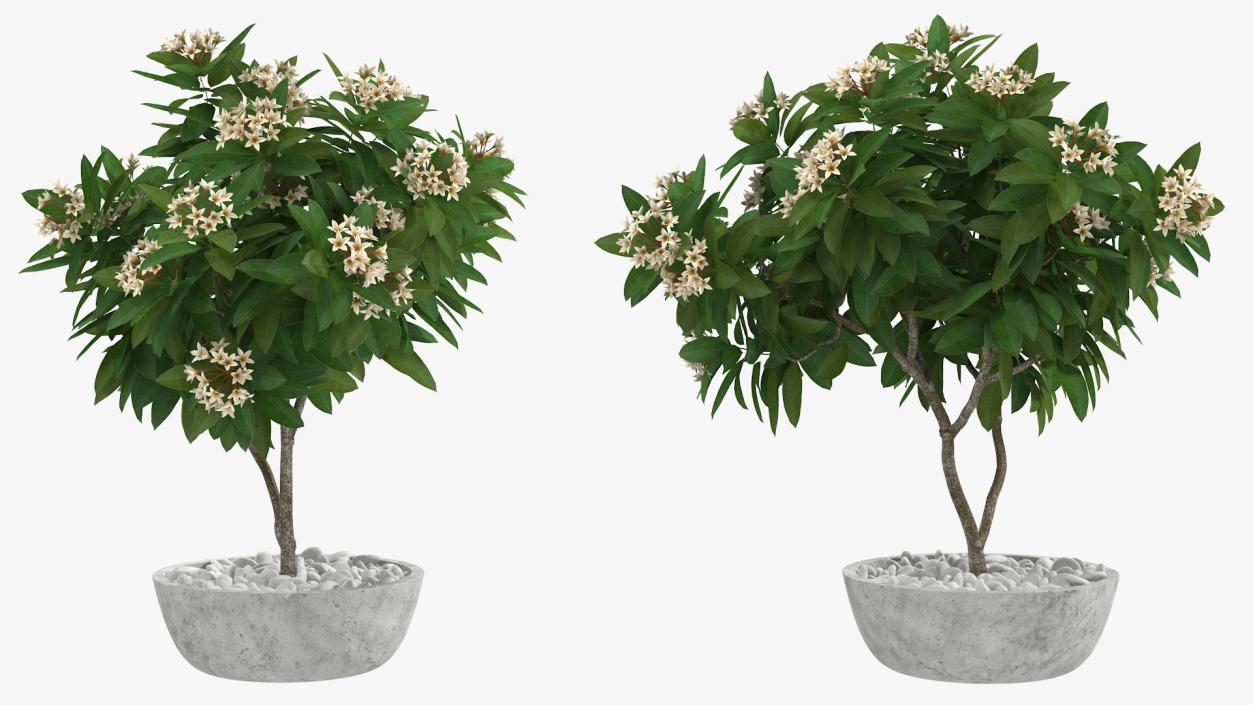 3D model Flower Pot Plumeria White