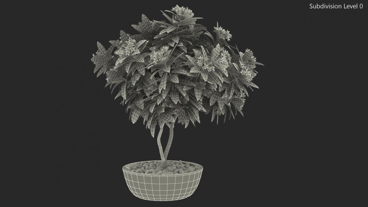 3D model Flower Pot Plumeria White