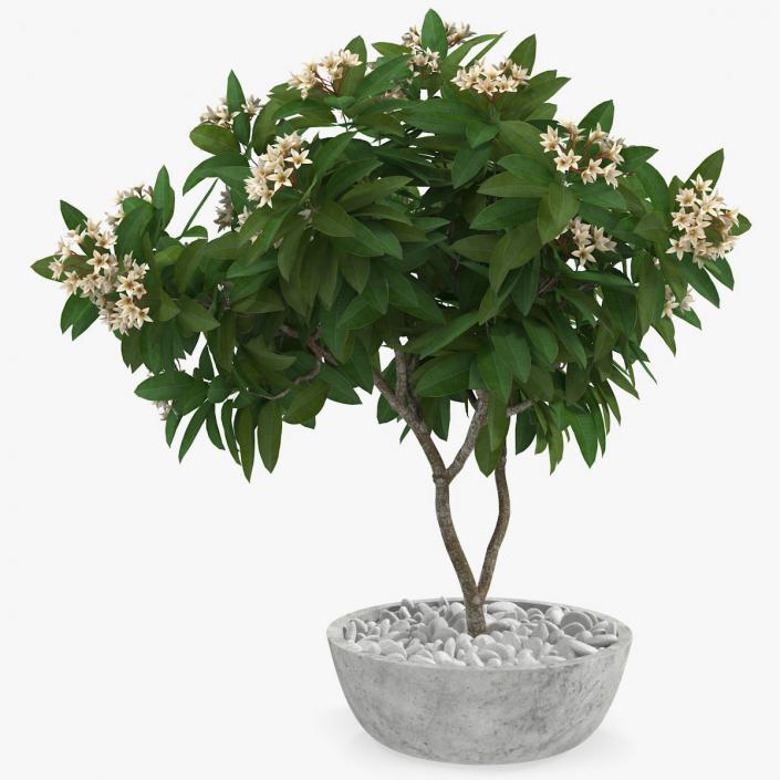 3D model Flower Pot Plumeria White