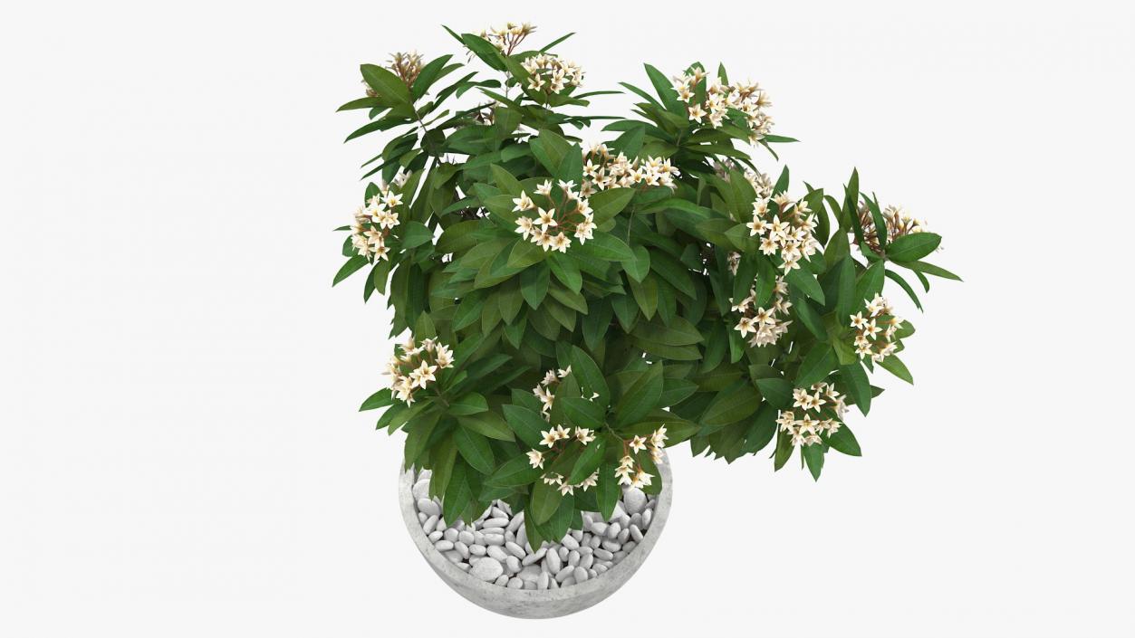 3D model Flower Pot Plumeria White