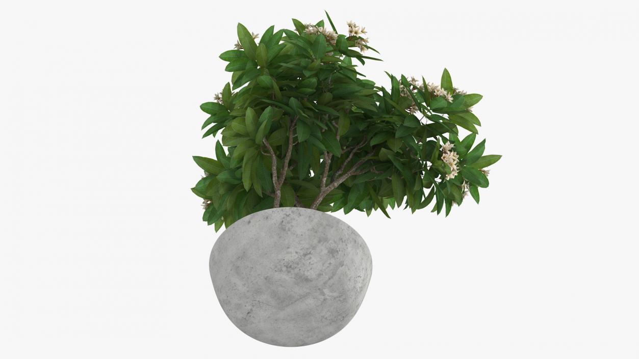 3D model Flower Pot Plumeria White