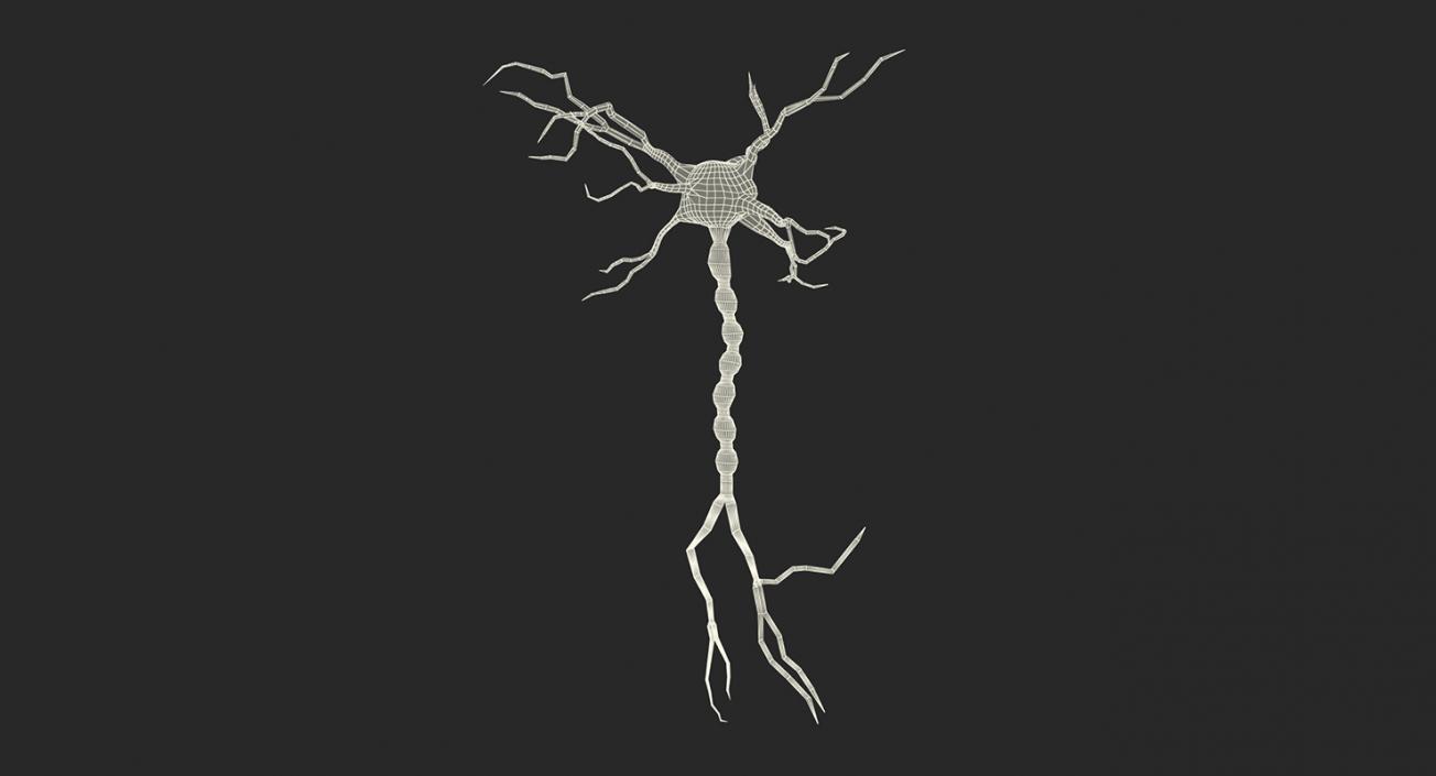 Neuron 3D Models Collection 3D