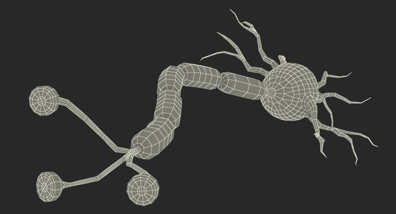 Neuron 3D Models Collection 3D