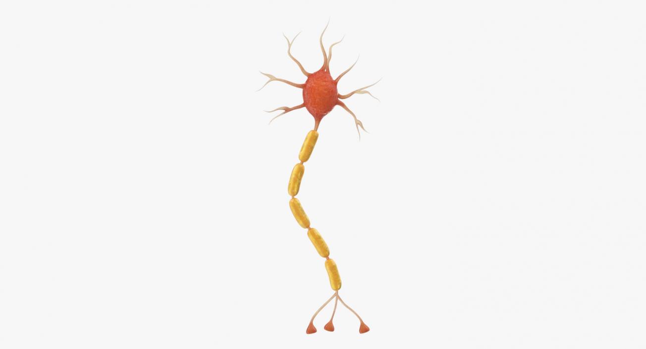 Neuron 3D Models Collection 3D