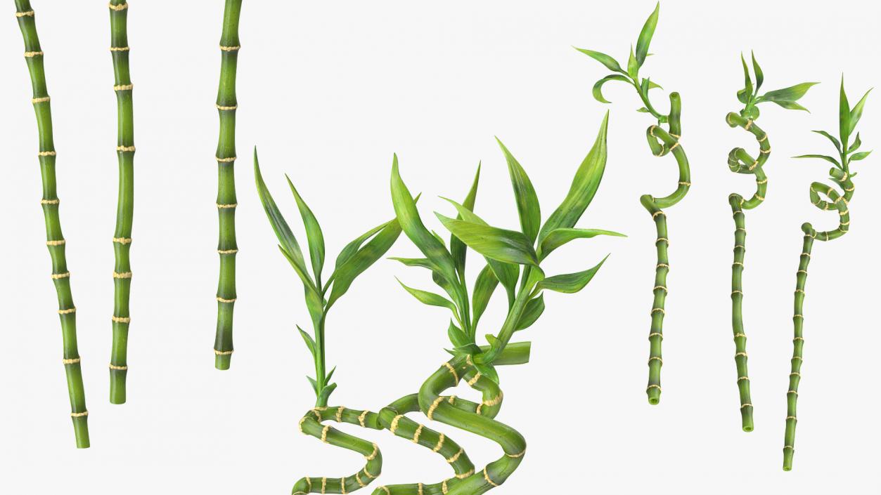 Lucky Bamboo 3 Spiral Stems 3D