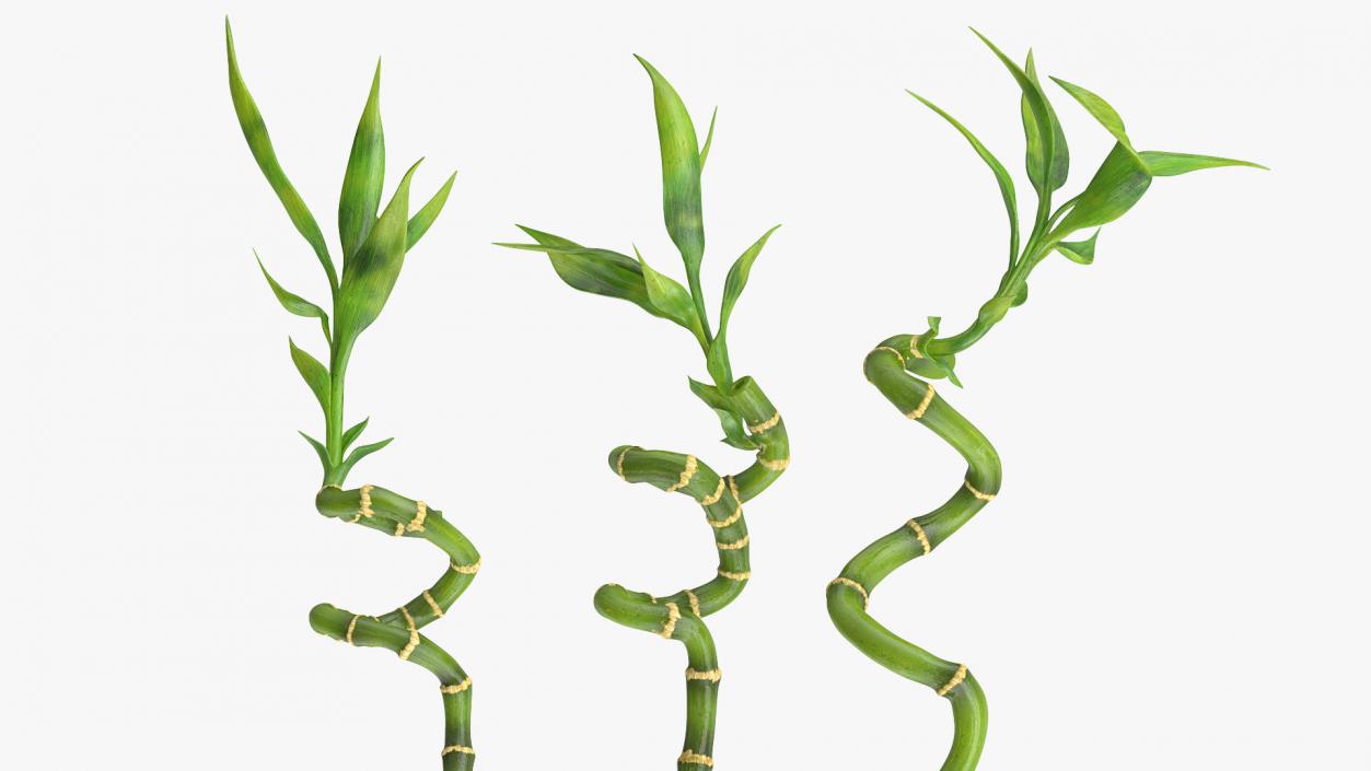 Lucky Bamboo 3 Spiral Stems 3D