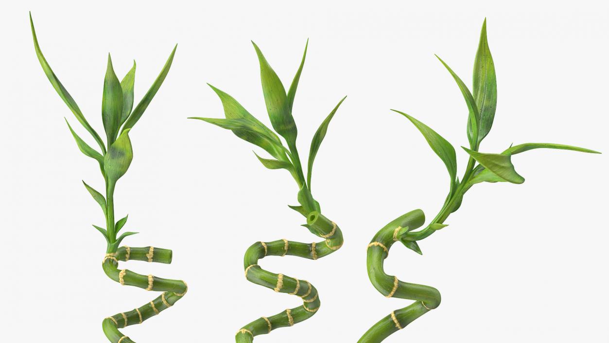 Lucky Bamboo 3 Spiral Stems 3D