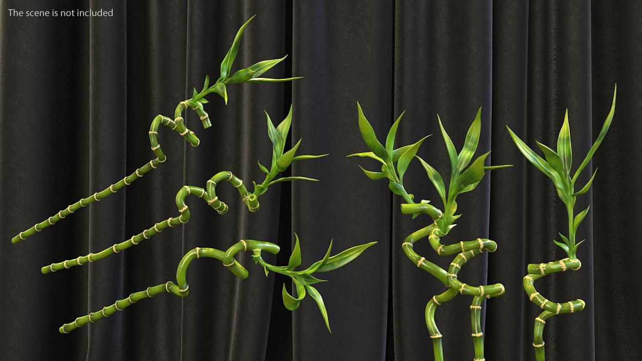 Lucky Bamboo 3 Spiral Stems 3D