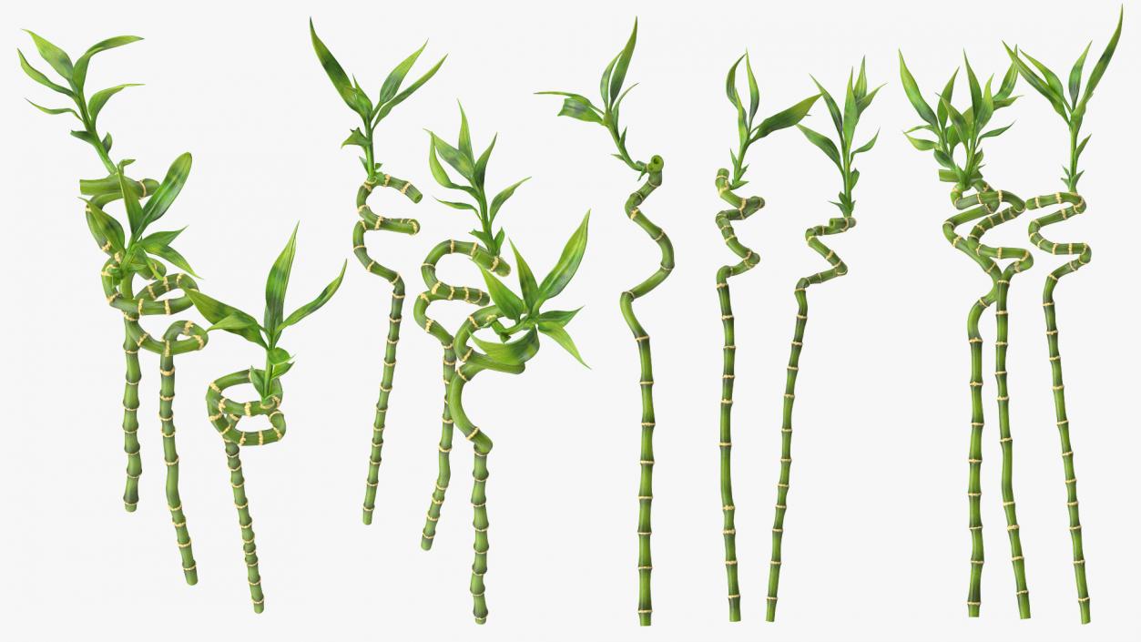 Lucky Bamboo 3 Spiral Stems 3D