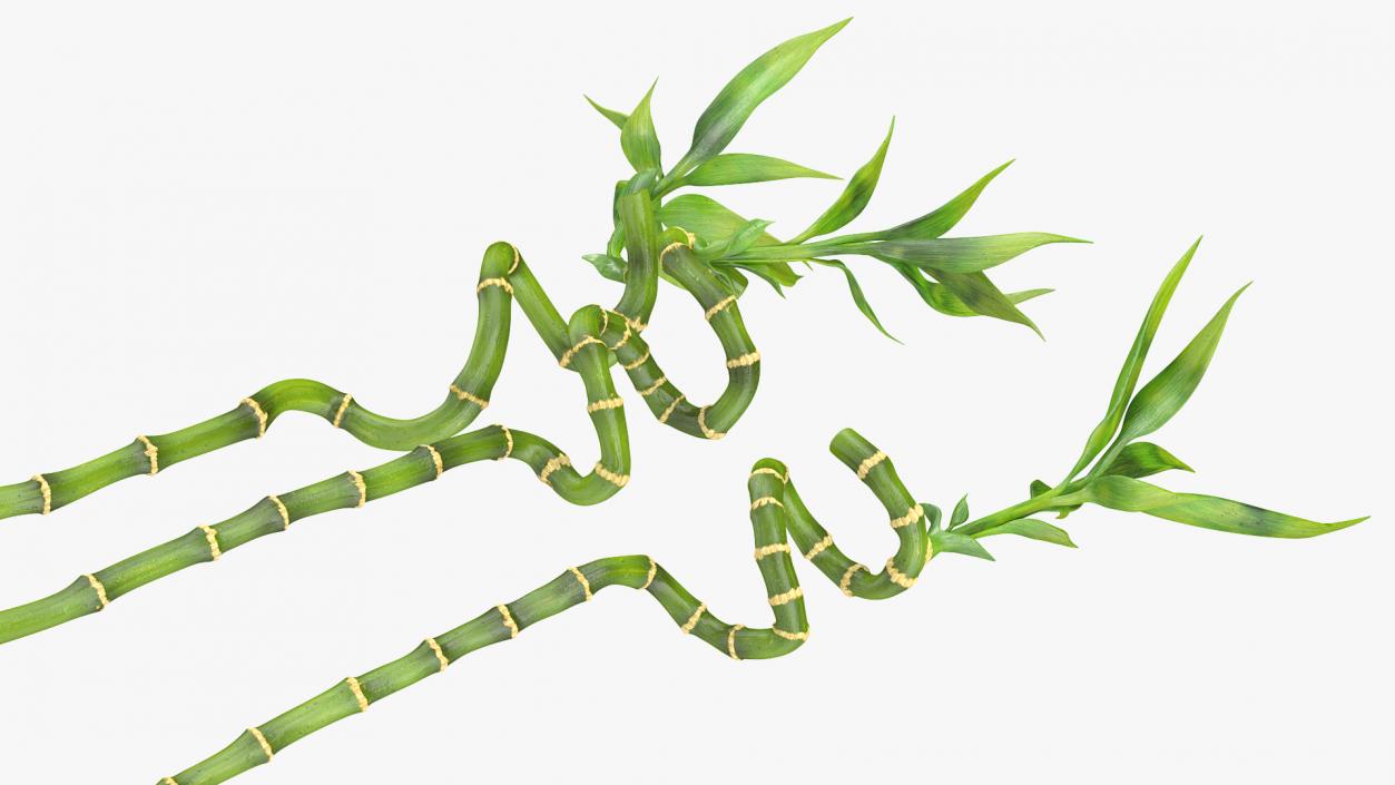 Lucky Bamboo 3 Spiral Stems 3D