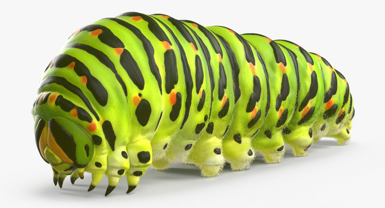 3D Swallowtail Caterpillar or Papilio Machaon with Fur