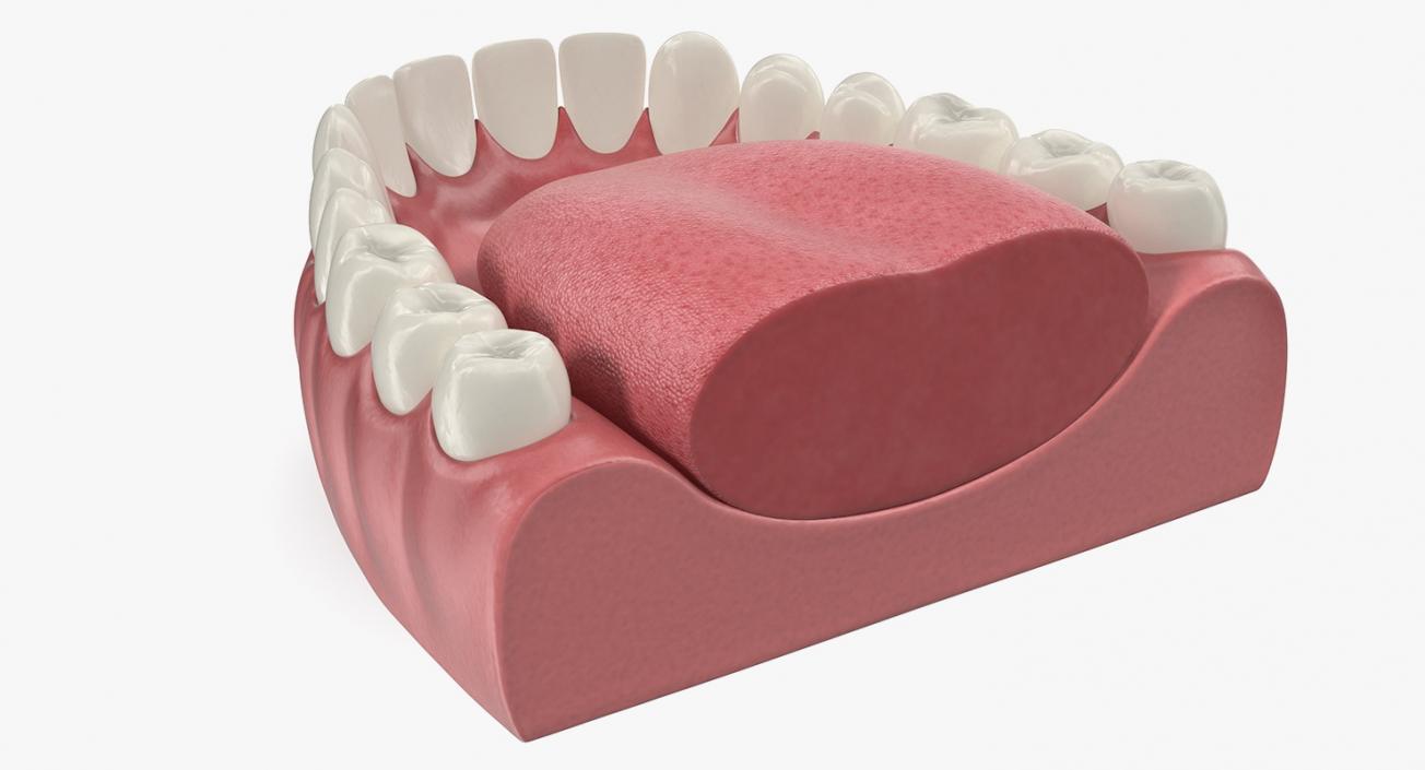 3D Teeth Tongue Medical Model With Dental Implant