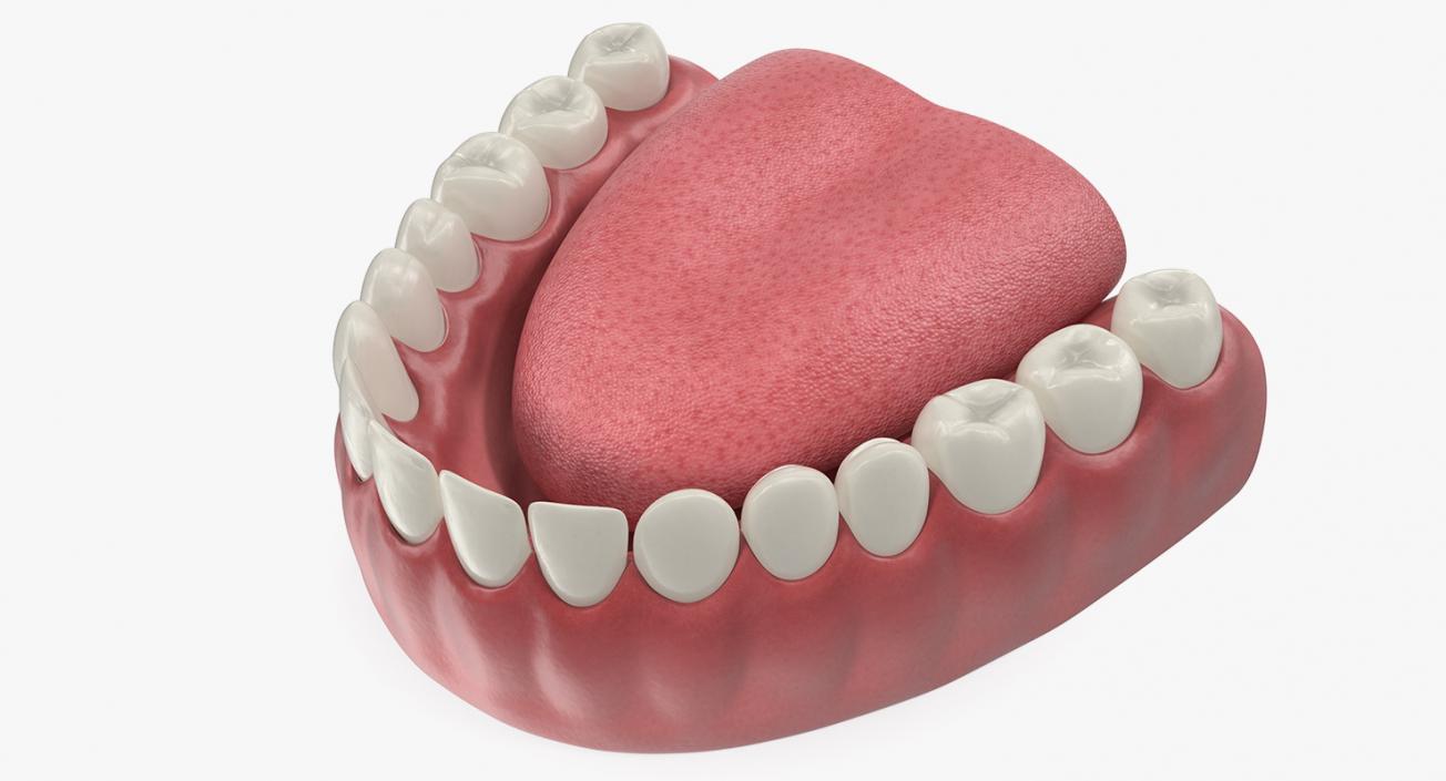 3D Teeth Tongue Medical Model With Dental Implant