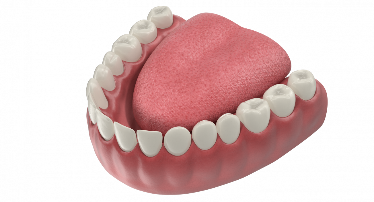 3D Teeth Tongue Medical Model With Dental Implant