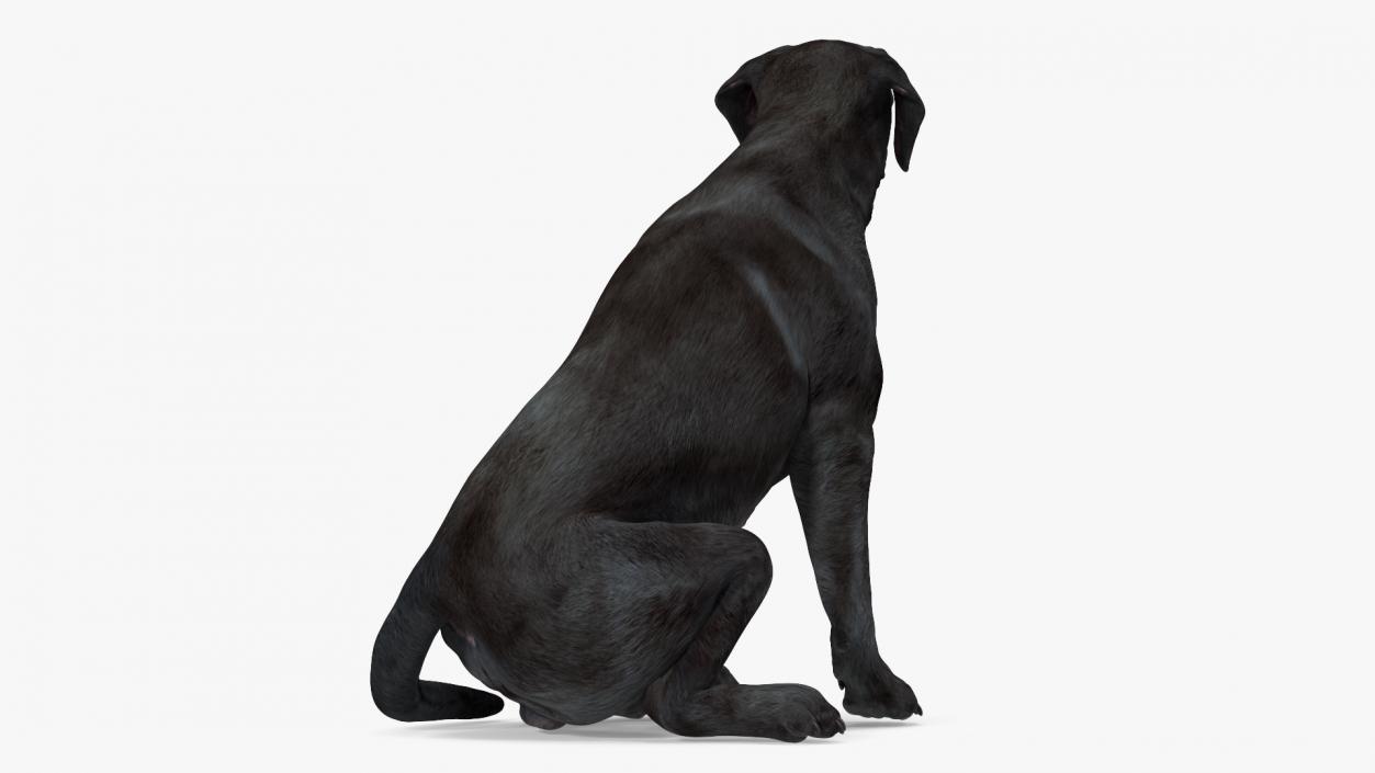 3D Labrador Dog Black Sitting