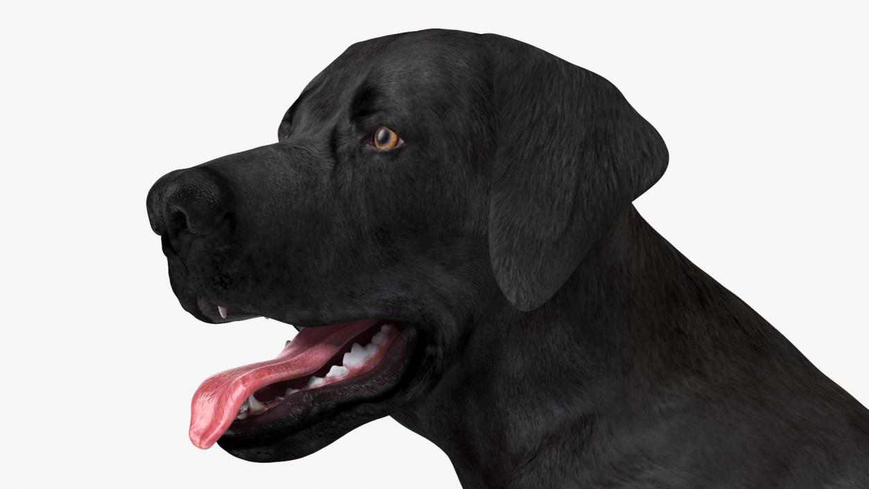 3D Labrador Dog Black Sitting