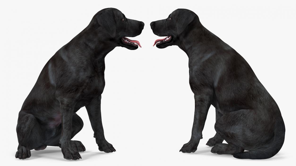 3D Labrador Dog Black Sitting