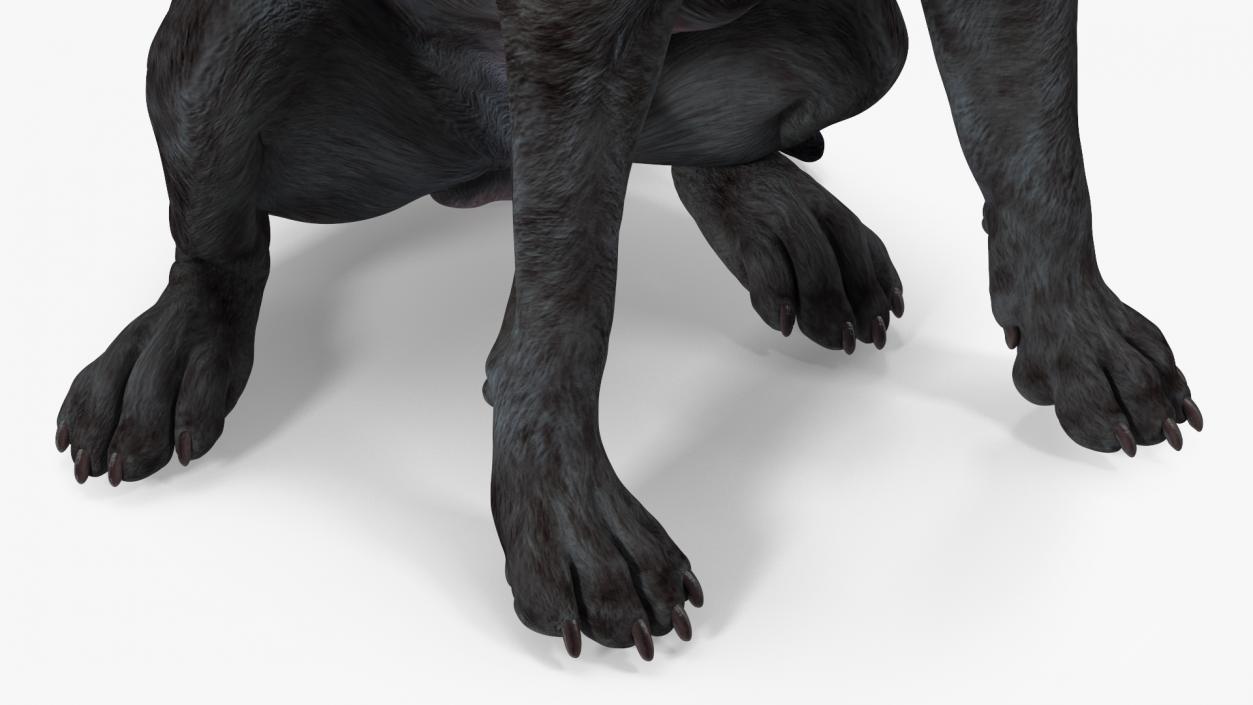 3D Labrador Dog Black Sitting