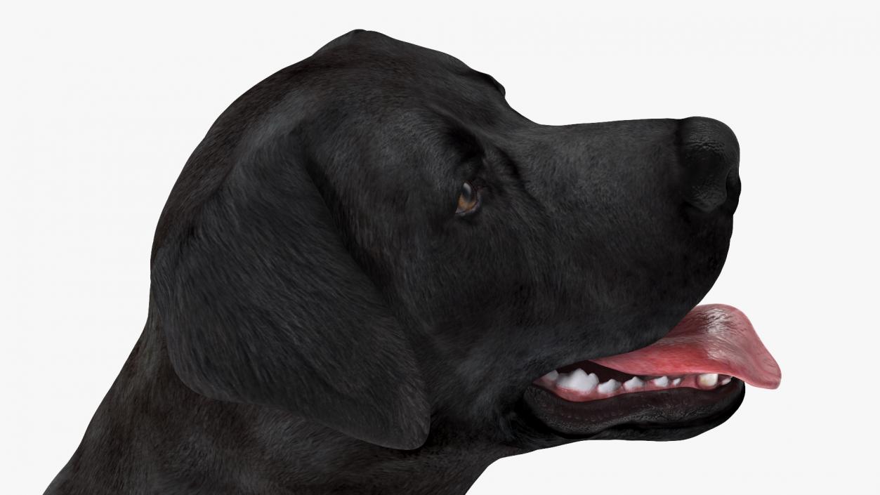 3D Labrador Dog Black Sitting