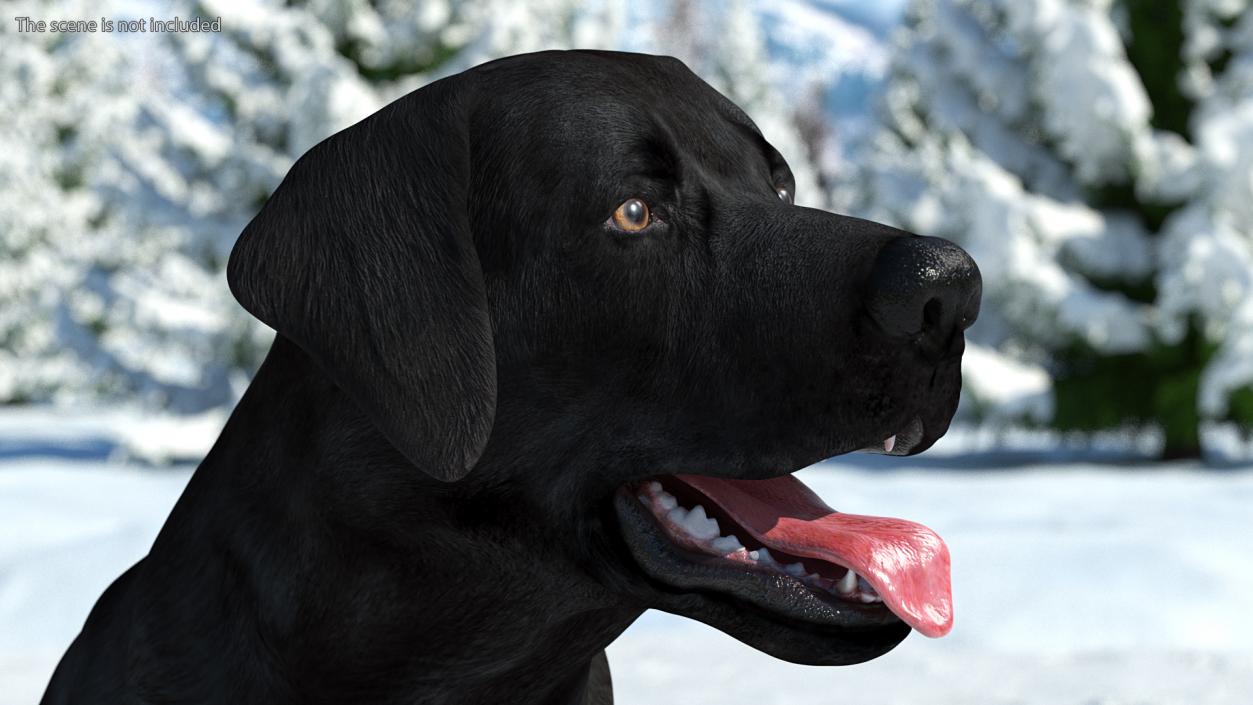 3D Labrador Dog Black Sitting