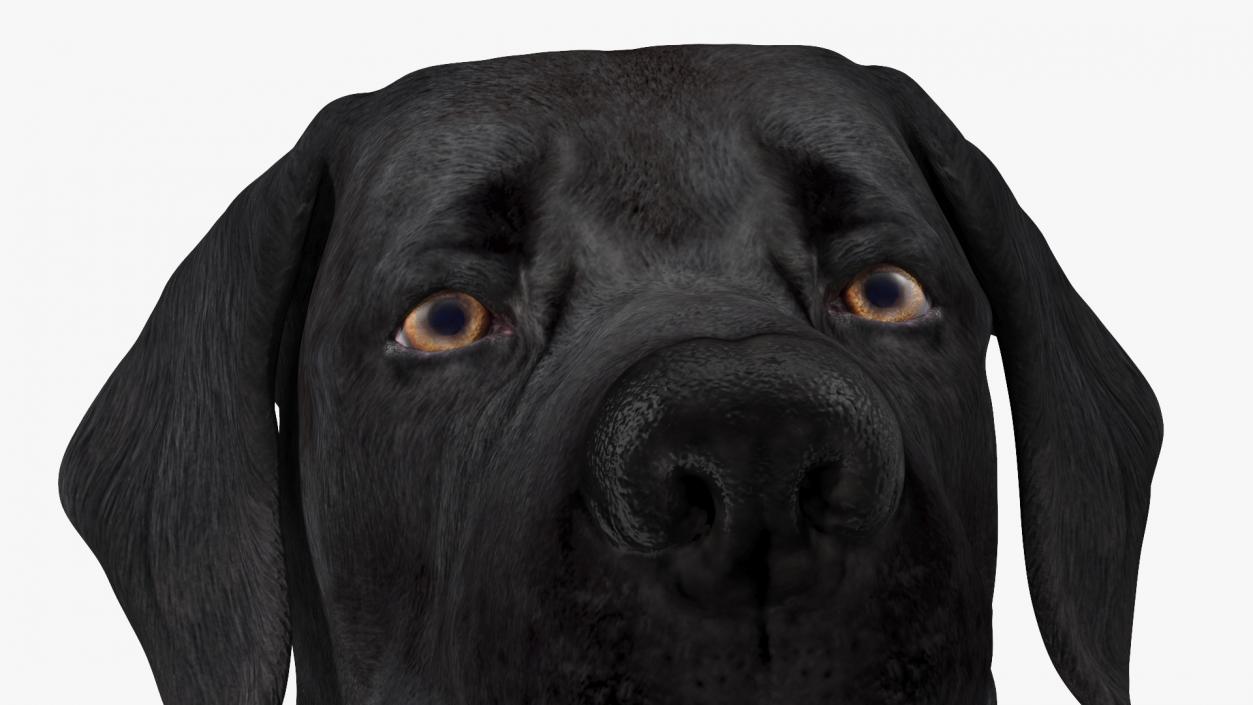 3D Labrador Dog Black Sitting