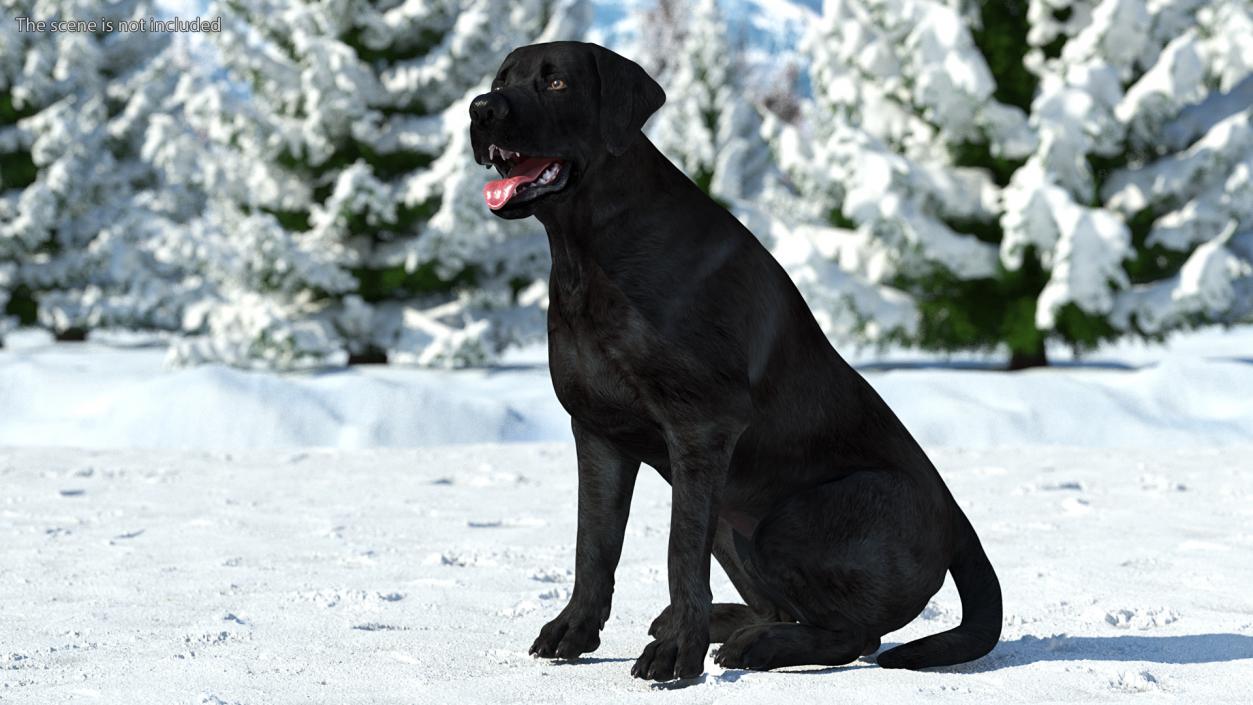 3D Labrador Dog Black Sitting