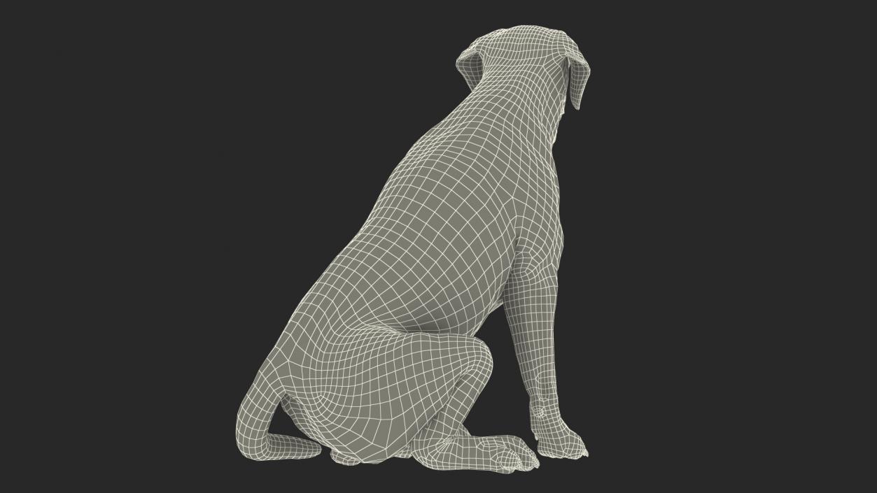 3D Labrador Dog Black Sitting