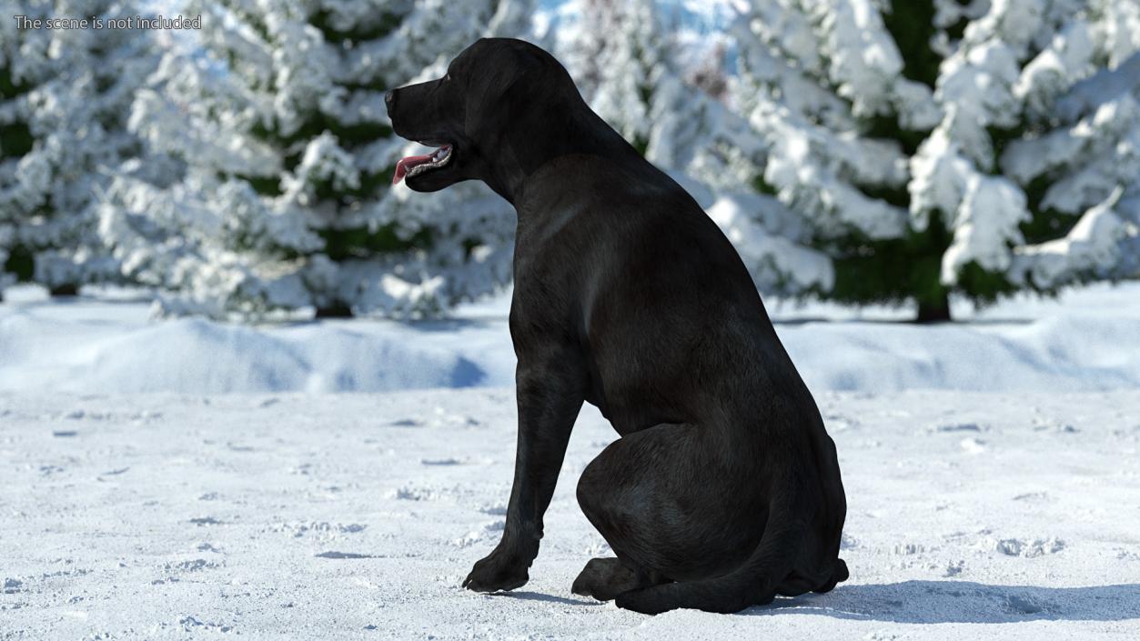 3D Labrador Dog Black Sitting