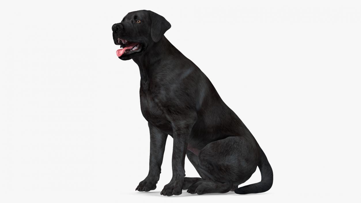 3D Labrador Dog Black Sitting