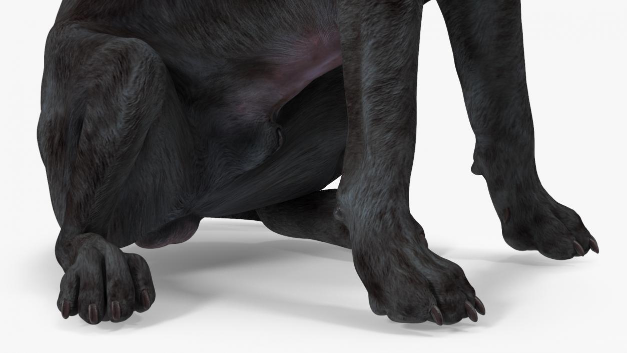 3D Labrador Dog Black Sitting