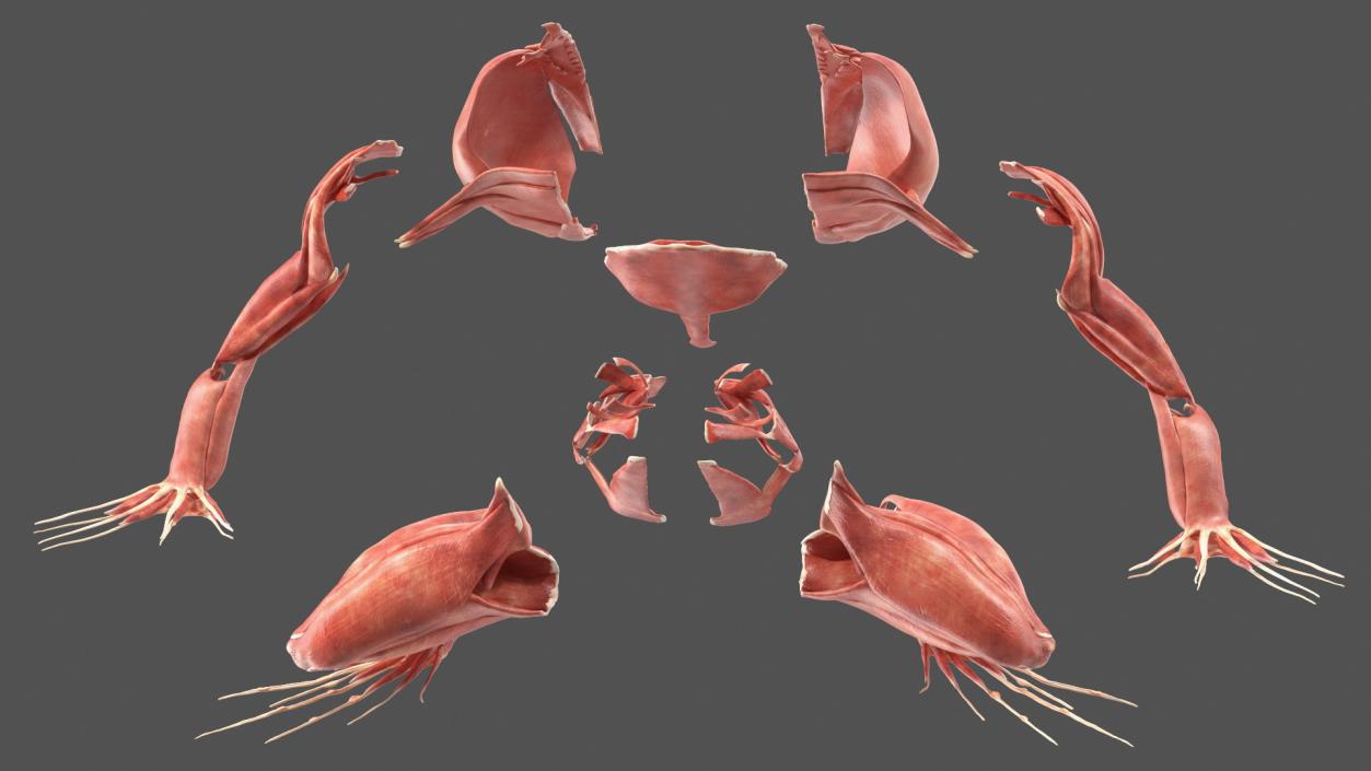 3D Frog Anatomy Complete Body