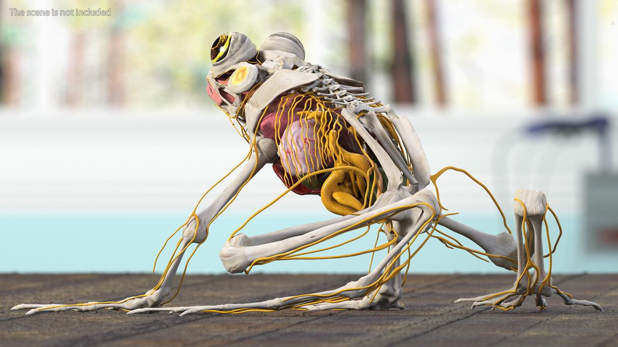 3D Frog Anatomy Complete Body